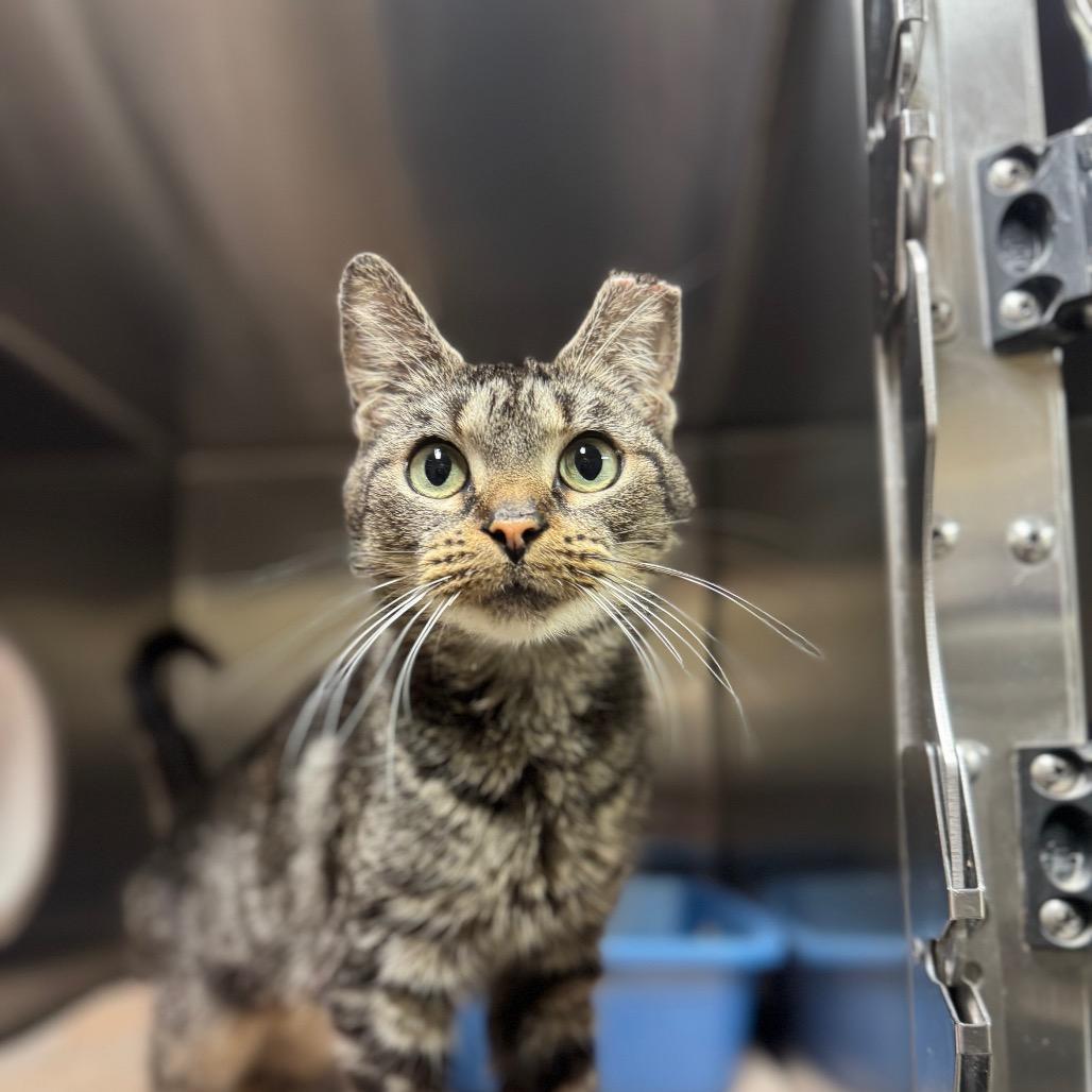 Enlarge Buffy the Vampire Slayer, a Adoptable Domestic Short Hair in York, PA image 1/4