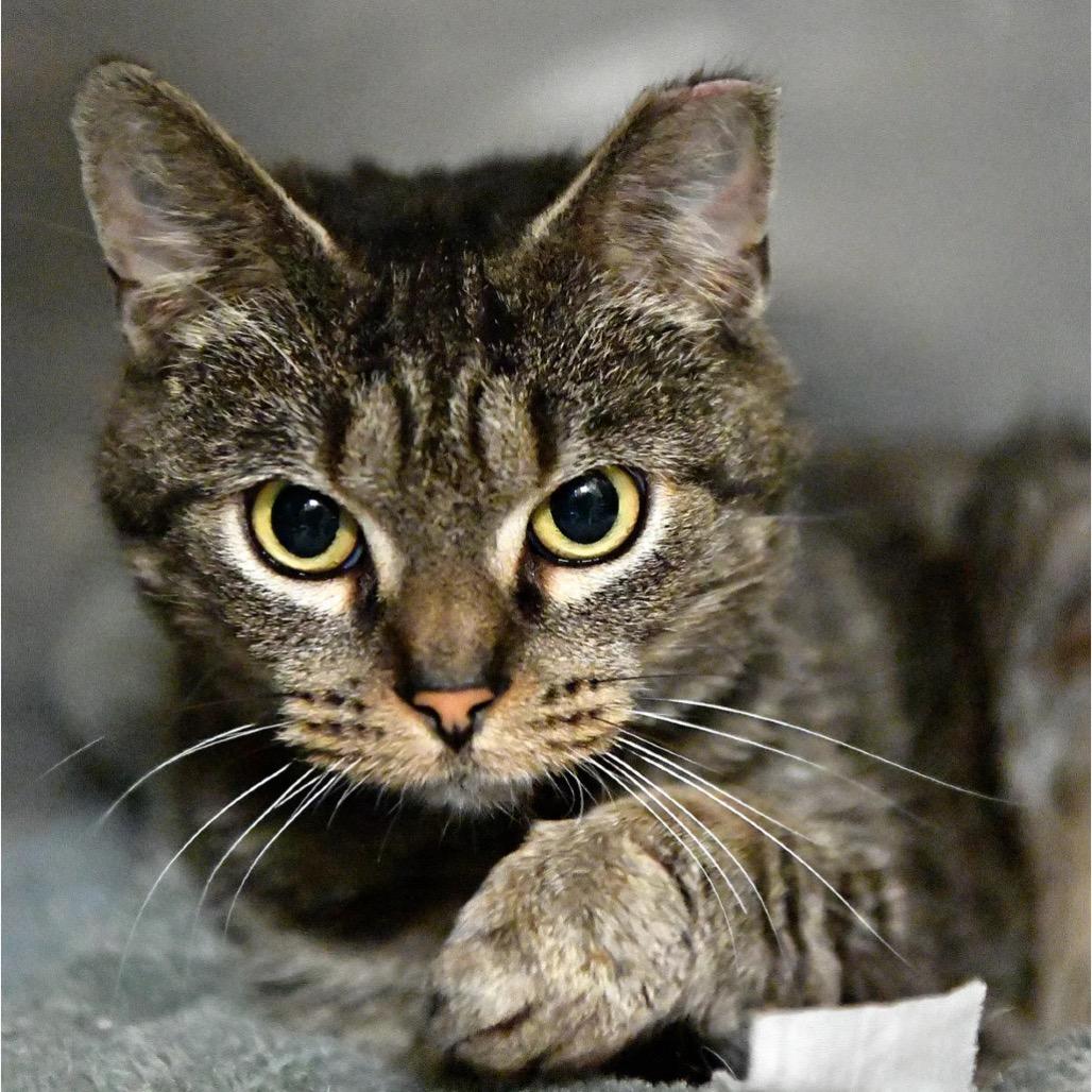 Enlarge Buffy the Vampire Slayer, a Adoptable Domestic Short Hair in York, PA image 2/4