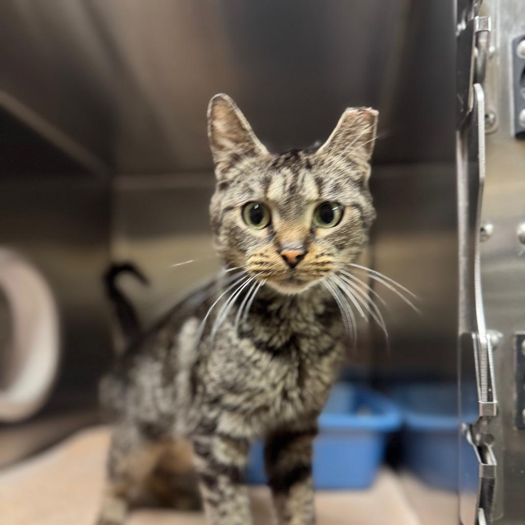 Enlarge Buffy the Vampire Slayer, a Adoptable Domestic Short Hair in York, PA image 3/4