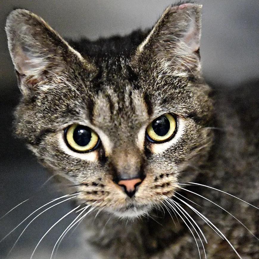 Enlarge Buffy the Vampire Slayer, a Adoptable Domestic Short Hair in York, PA image 4/4