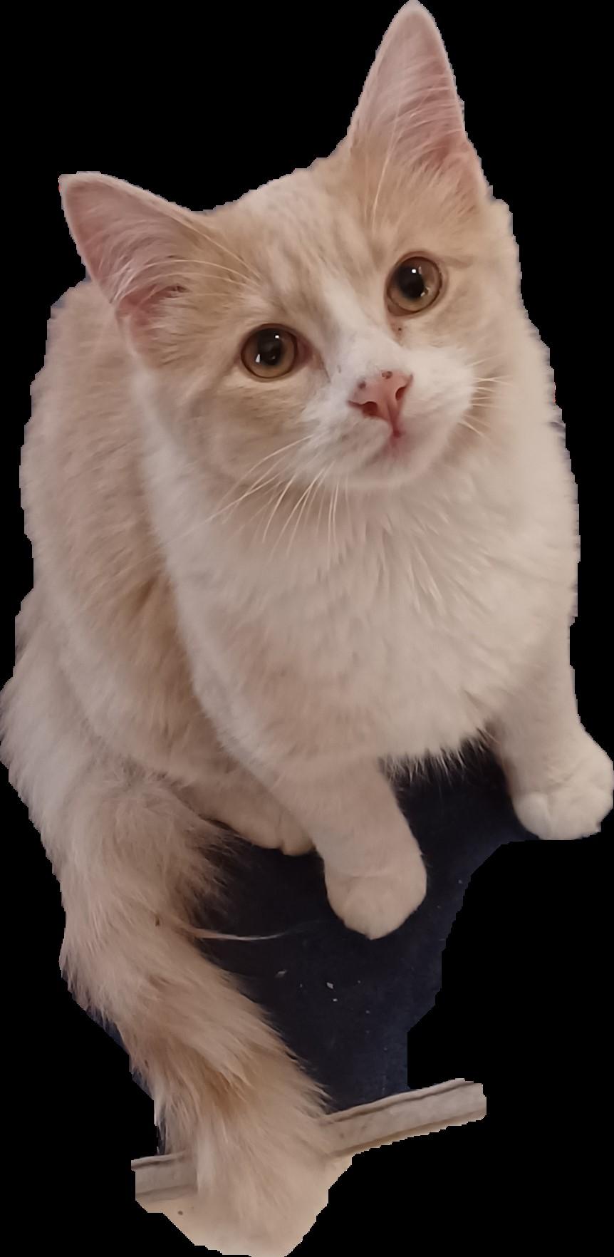 Enlarge Dax, a Adopted Domestic Medium Hair in Whitney, TX image 1/1