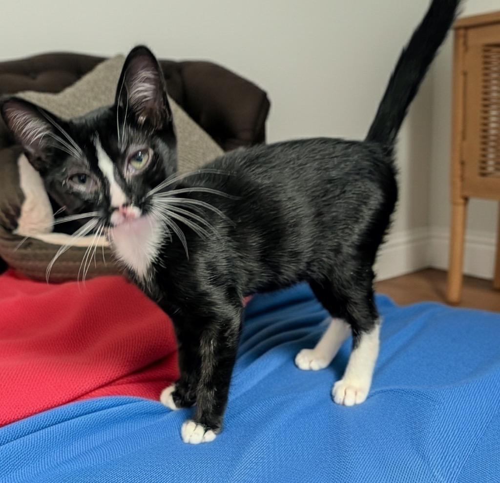 Enlarge Shakespur, a Adoptable mixed breed in Fort Myers, FL image 1/1