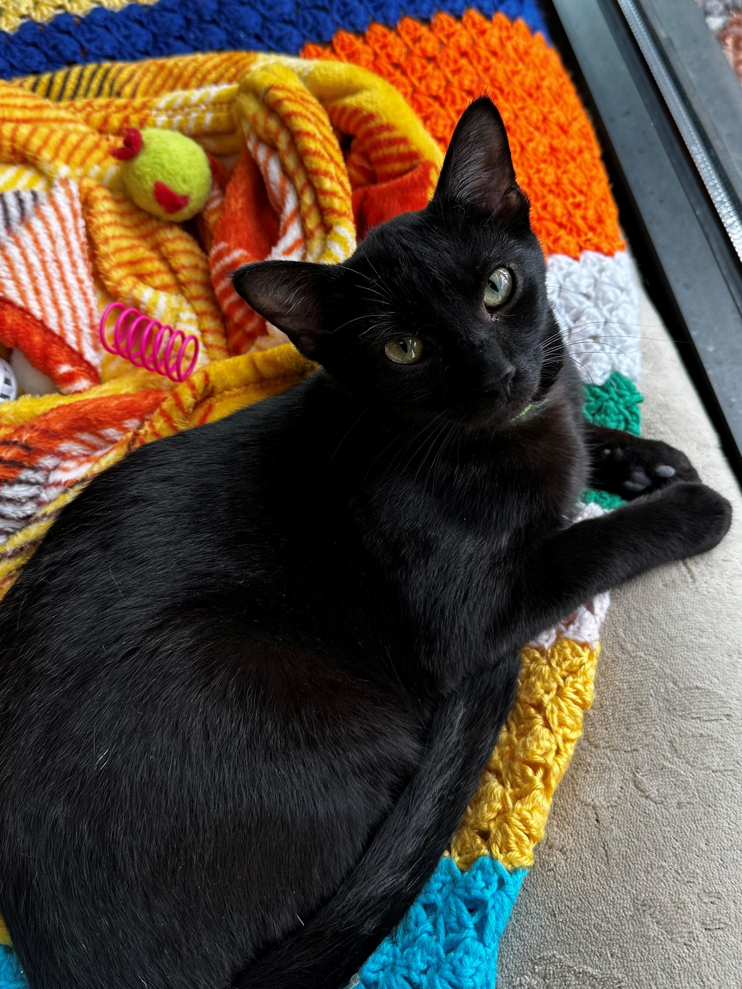 Fajita, adopted, Young Female Domestic Short Hair.