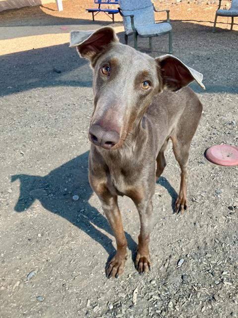 HERCULES — thumbnail 2