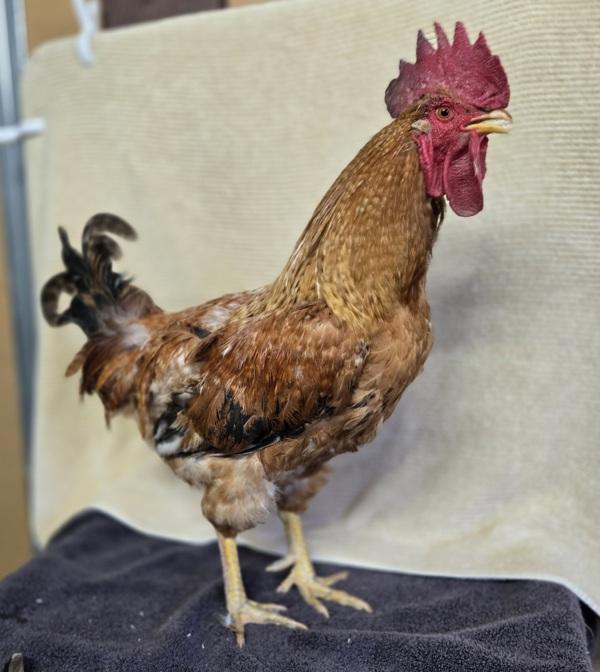 Enlarge Pedro, a Adoptable mixed breed in Monterey, CA image 1/1