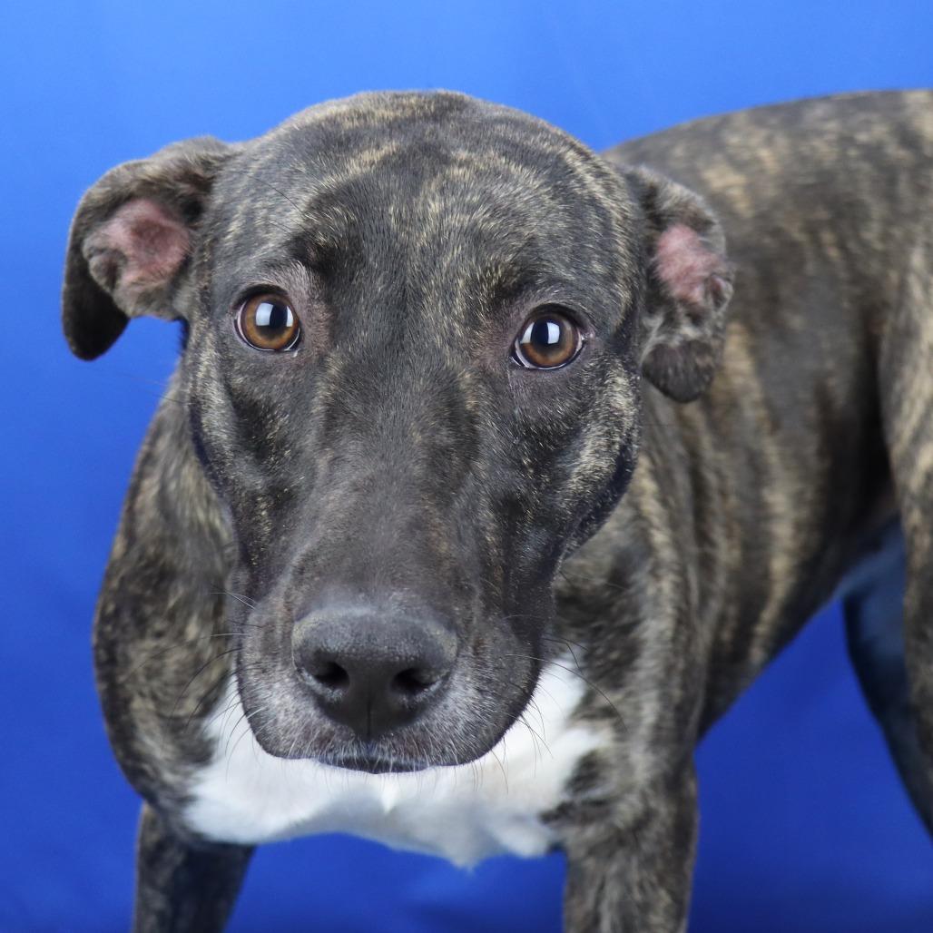 Basil - 073106T, a Adoptable Mountain Cur in Tupelo, MS image 2/3