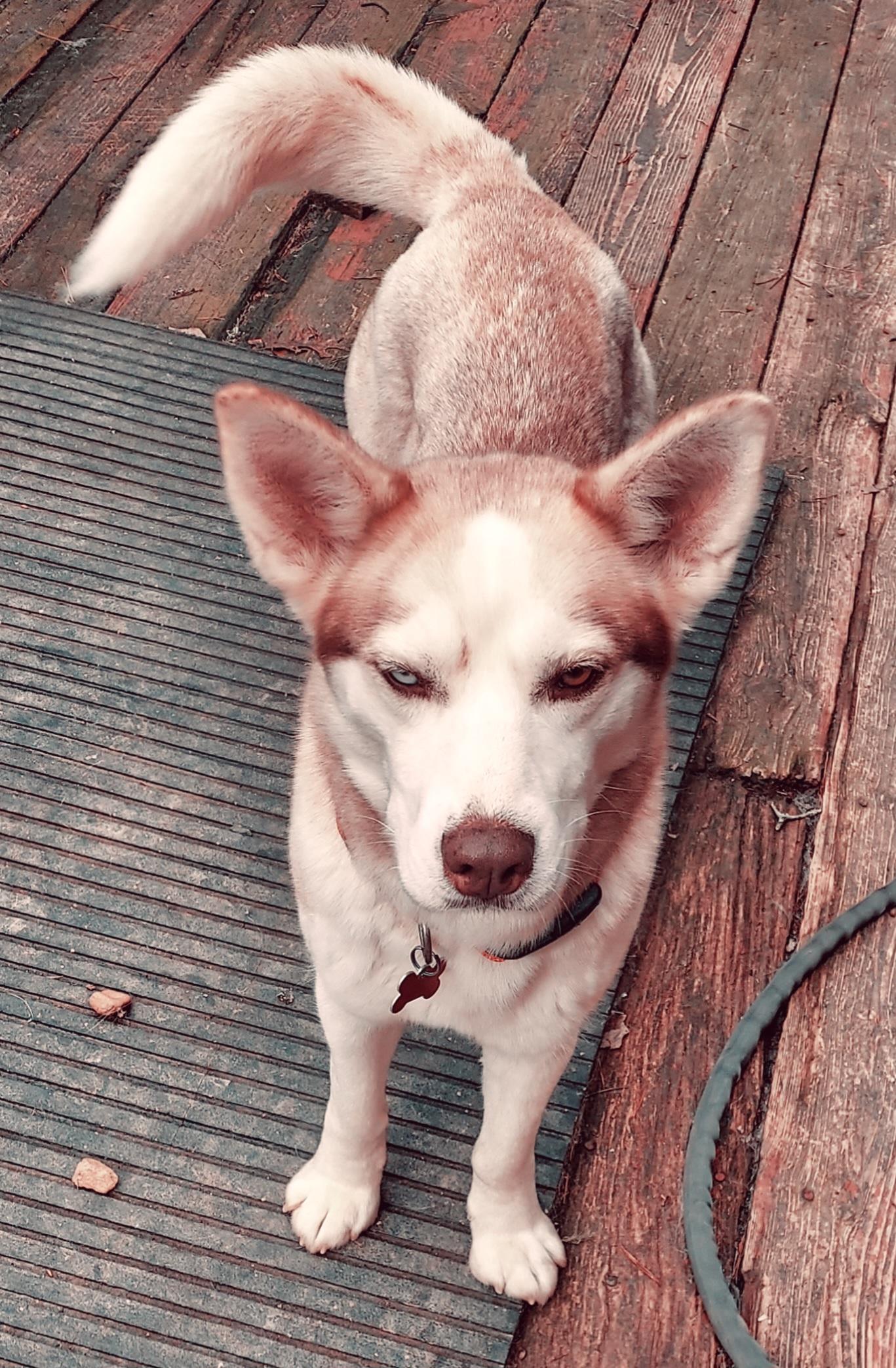 Enlarge Truly Unique, a ADOPTABLE Husky in Ellijay, GA image 3/6