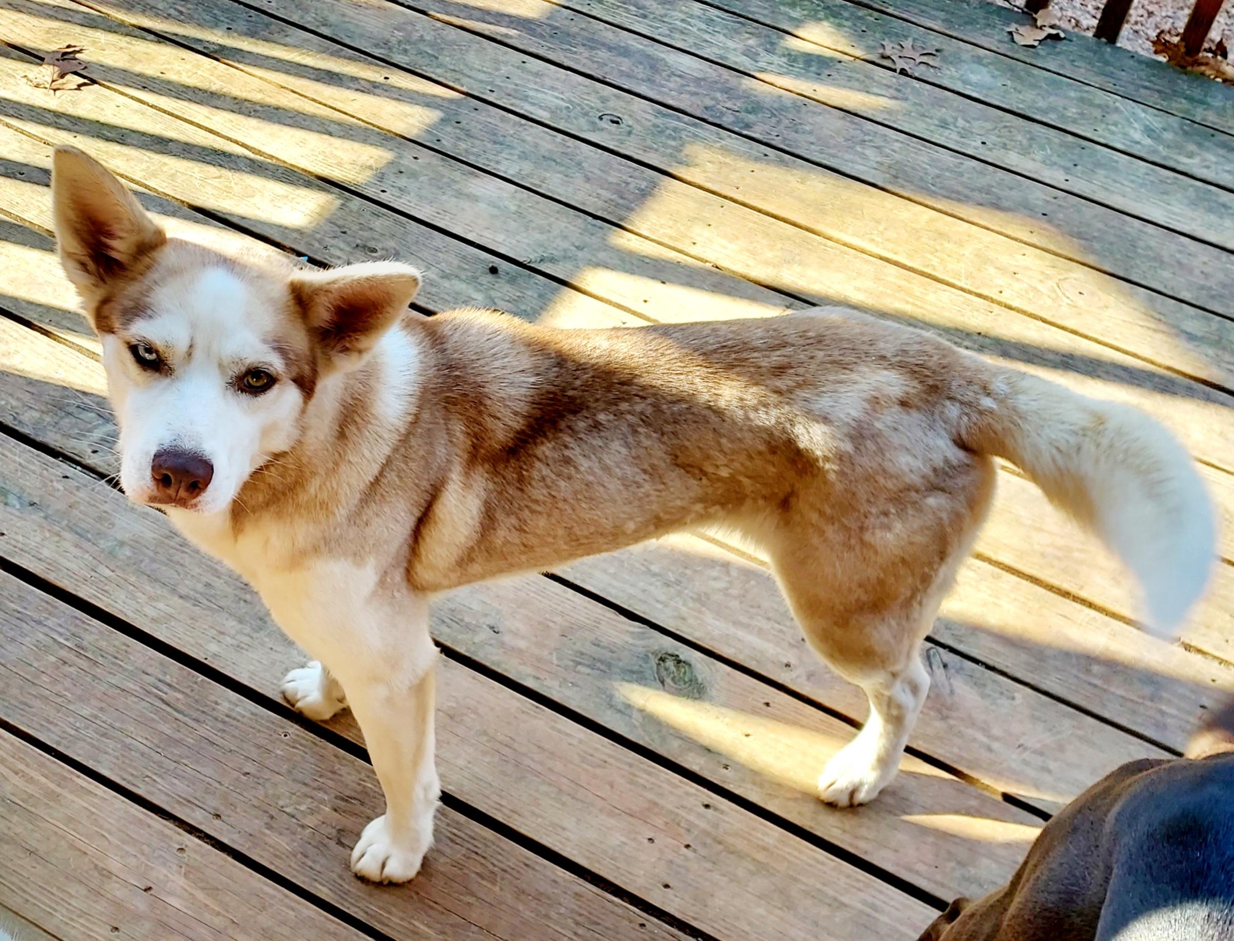Enlarge Truly Unique, a ADOPTABLE Husky in Ellijay, GA image 4/6