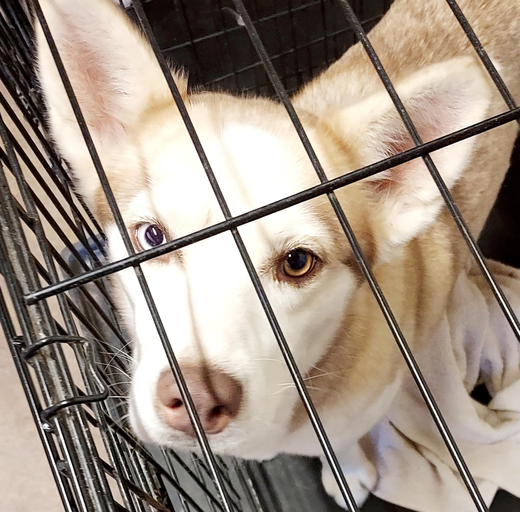 Enlarge Truly Unique, a ADOPTABLE Husky in Ellijay, GA image 6/6