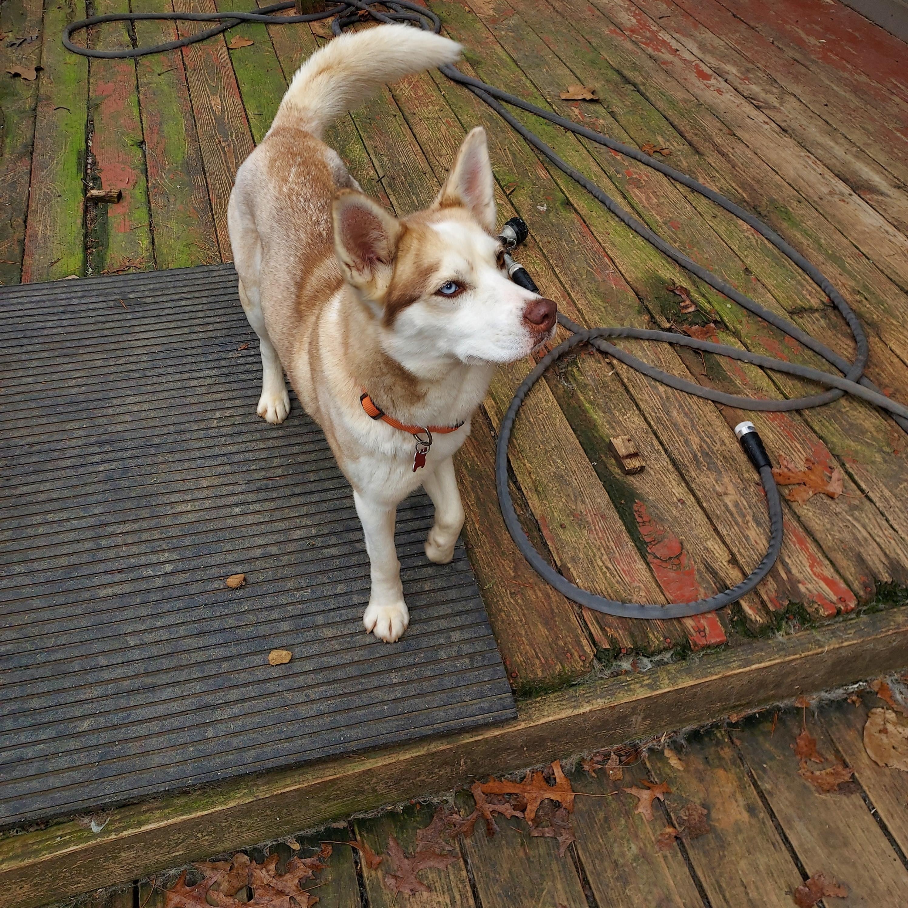Enlarge Truly Unique, a ADOPTABLE Husky in Ellijay, GA image 5/6