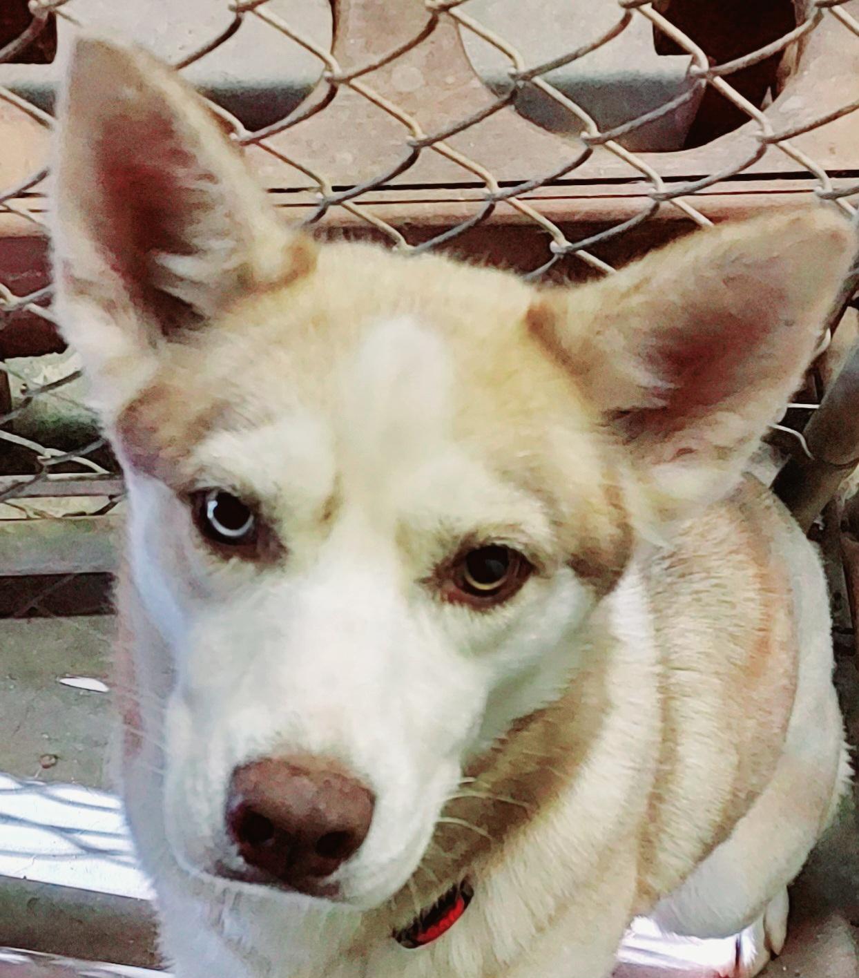 Enlarge Truly Unique, a ADOPTABLE Husky in Ellijay, GA image 1/6