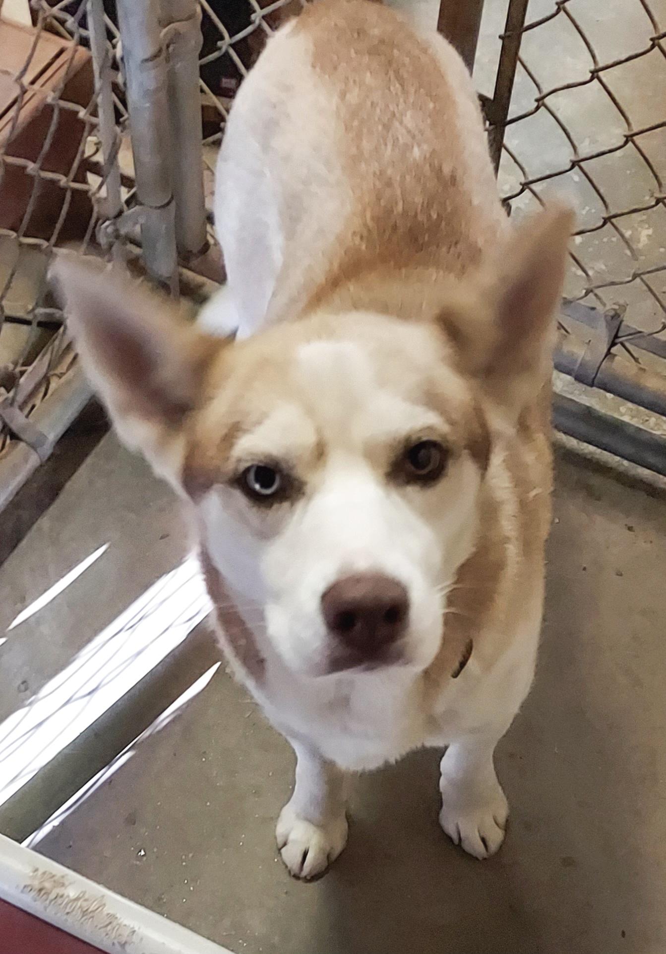 Enlarge Truly Unique, a ADOPTABLE Husky in Ellijay, GA image 2/6