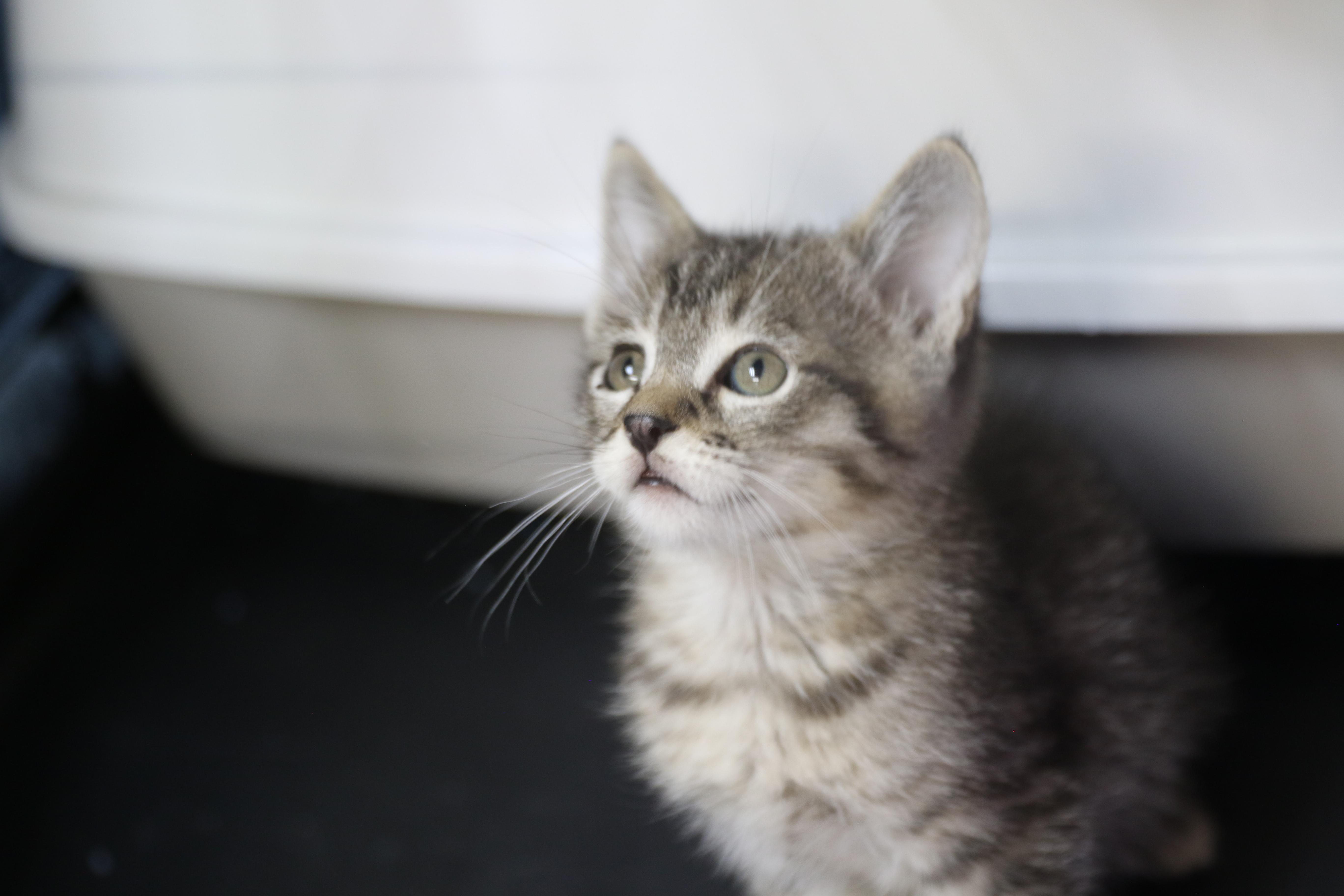 Enlarge Kipitaki, a Adopted Domestic Short Hair in Cut Bank, MT image 2/6
