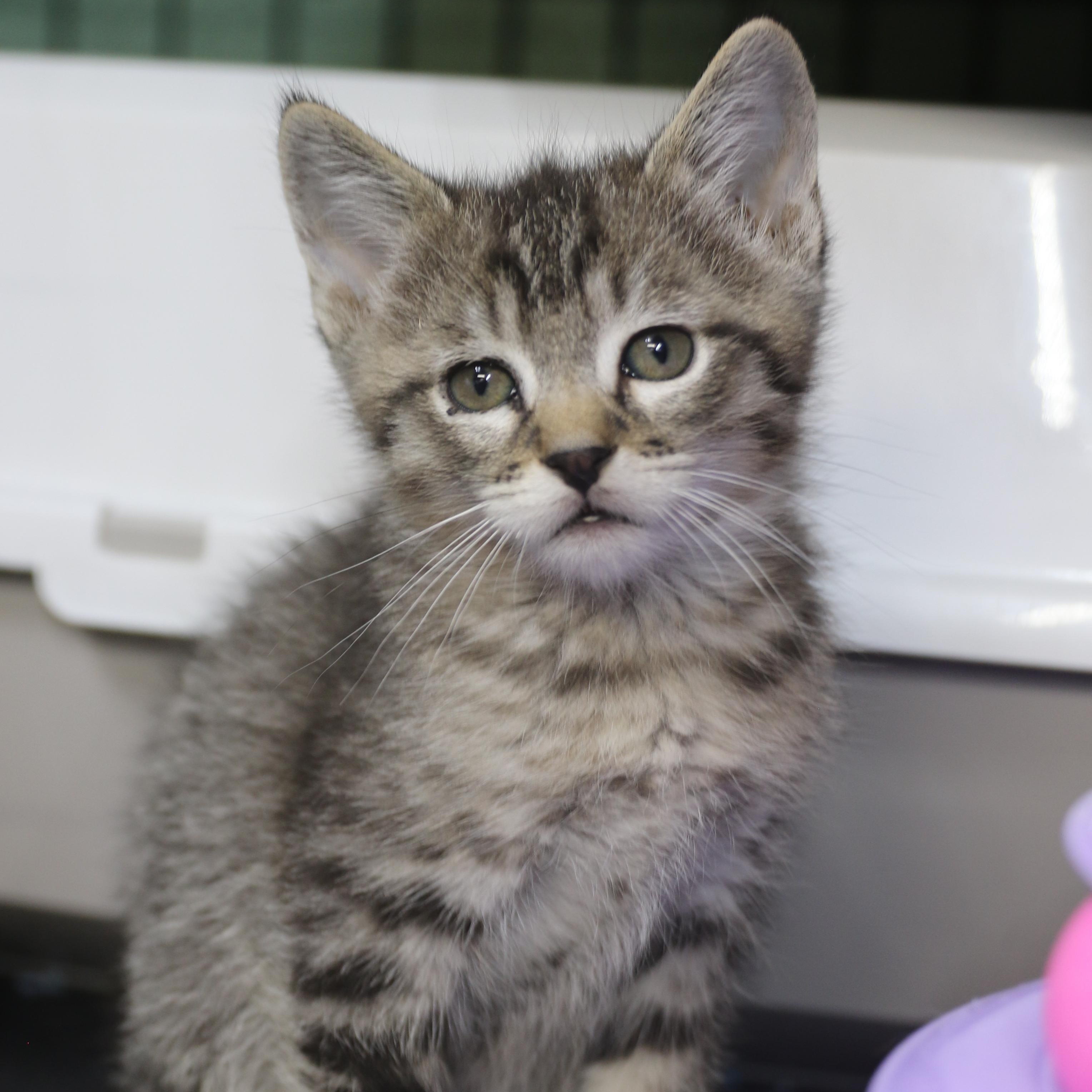 Kipitaki, Adoptable, Kitten Male Domestic Short Hair.
