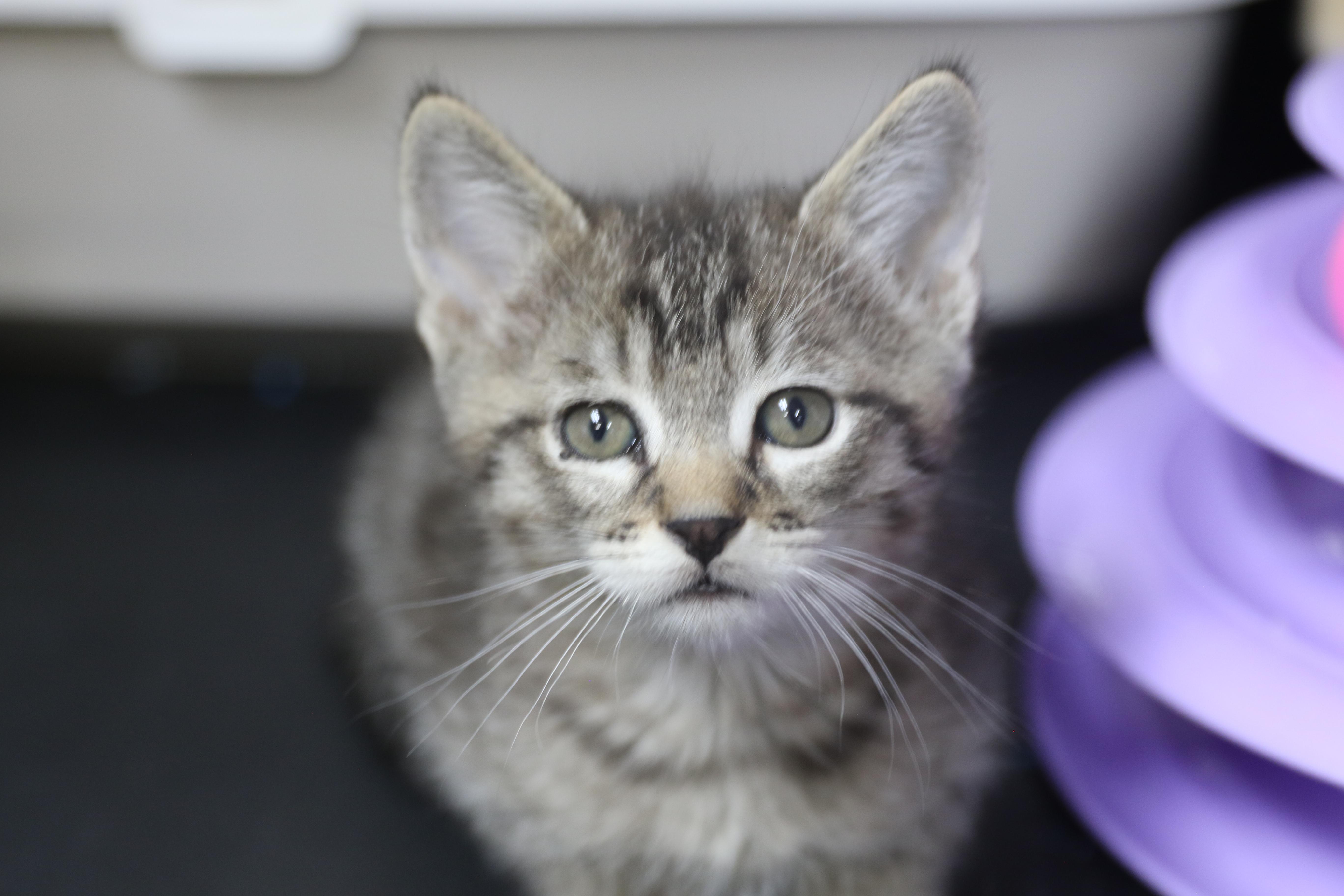 Enlarge Kipitaki, a Adopted Domestic Short Hair in Cut Bank, MT image 3/6
