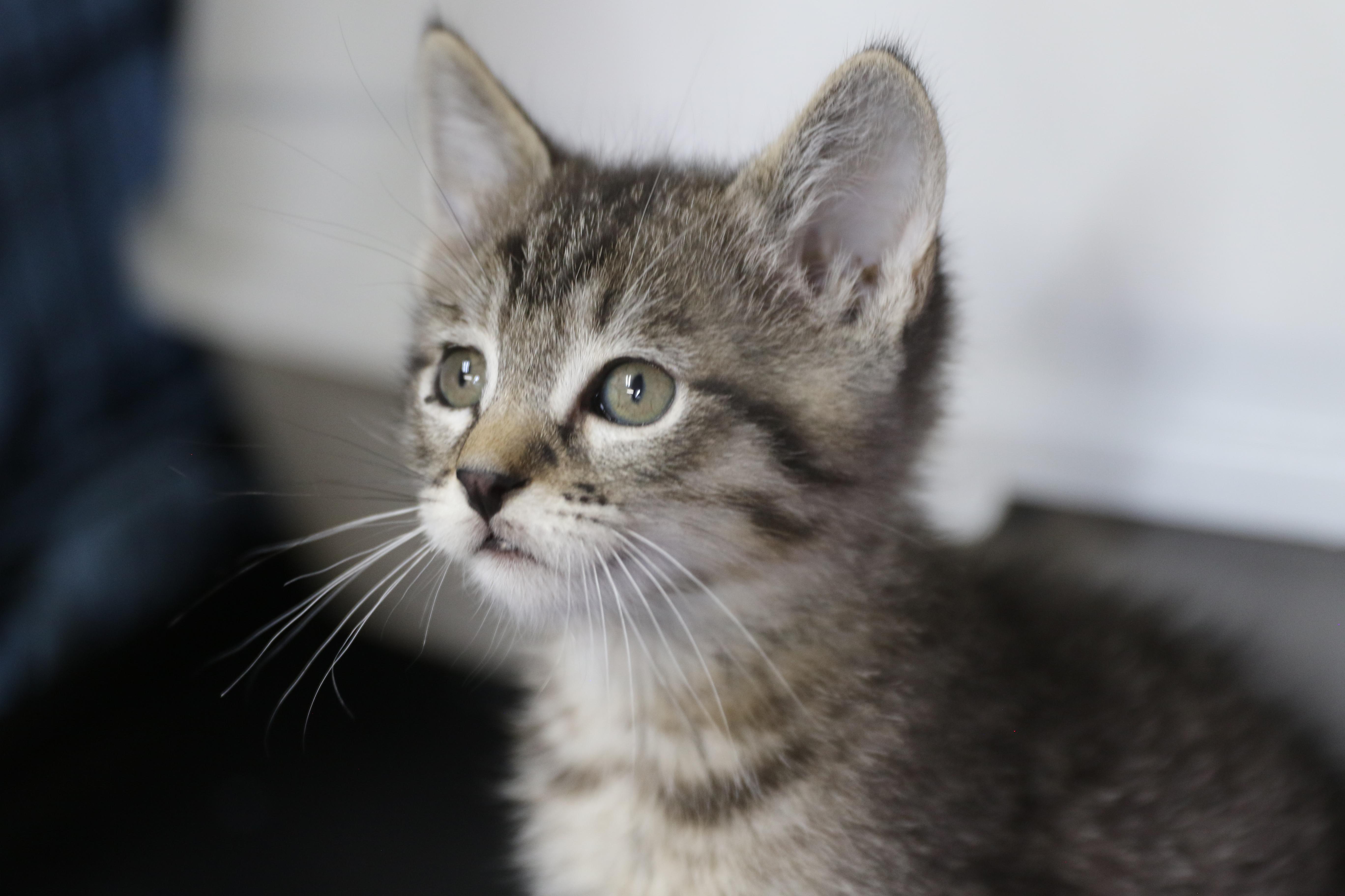Enlarge Kipitaki, a Adopted Domestic Short Hair in Cut Bank, MT image 4/6