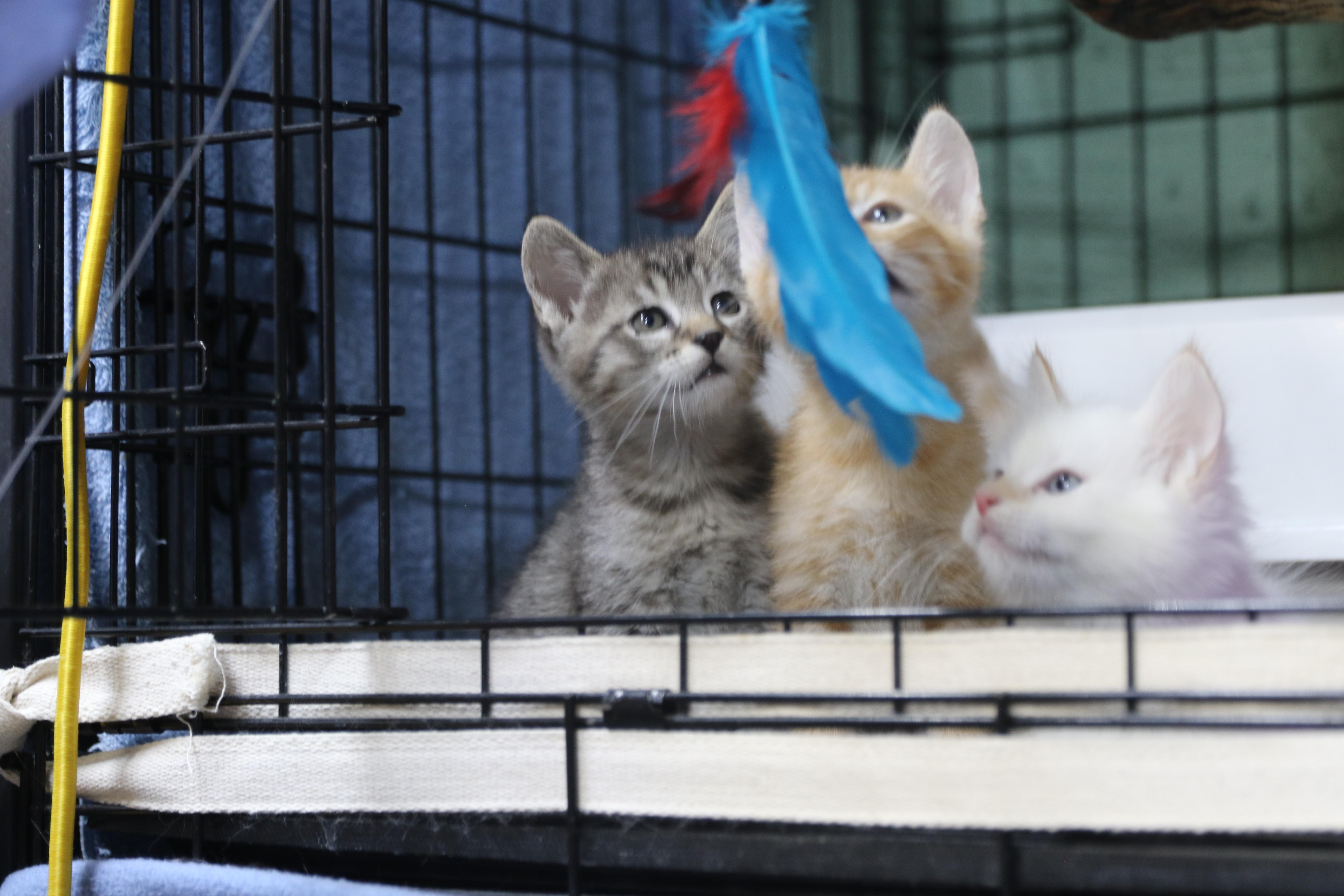 Enlarge Kipitaki, a Adopted Domestic Short Hair in Cut Bank, MT image 6/6