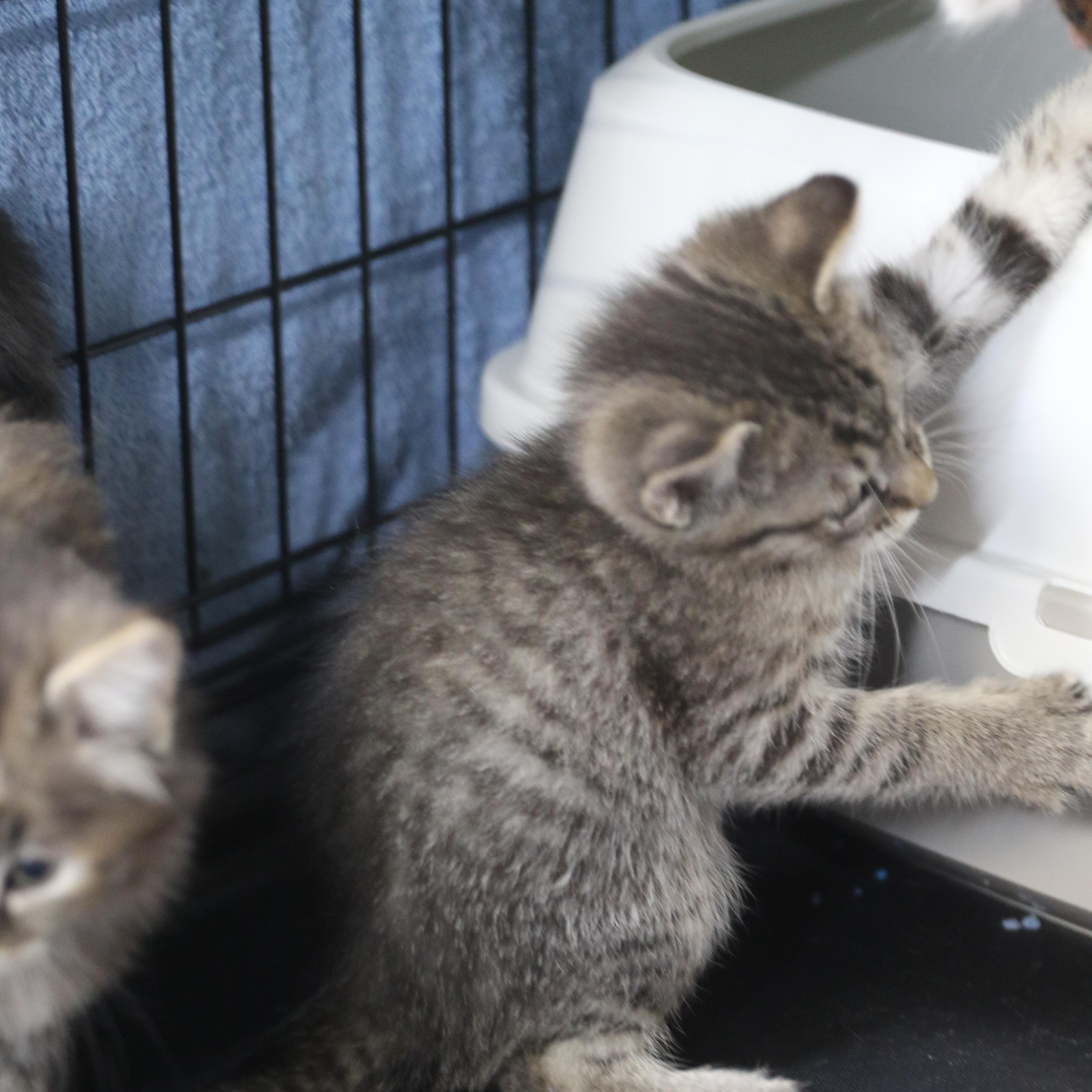 Enlarge Kipitaki, a Adopted Domestic Short Hair in Cut Bank, MT image 5/6