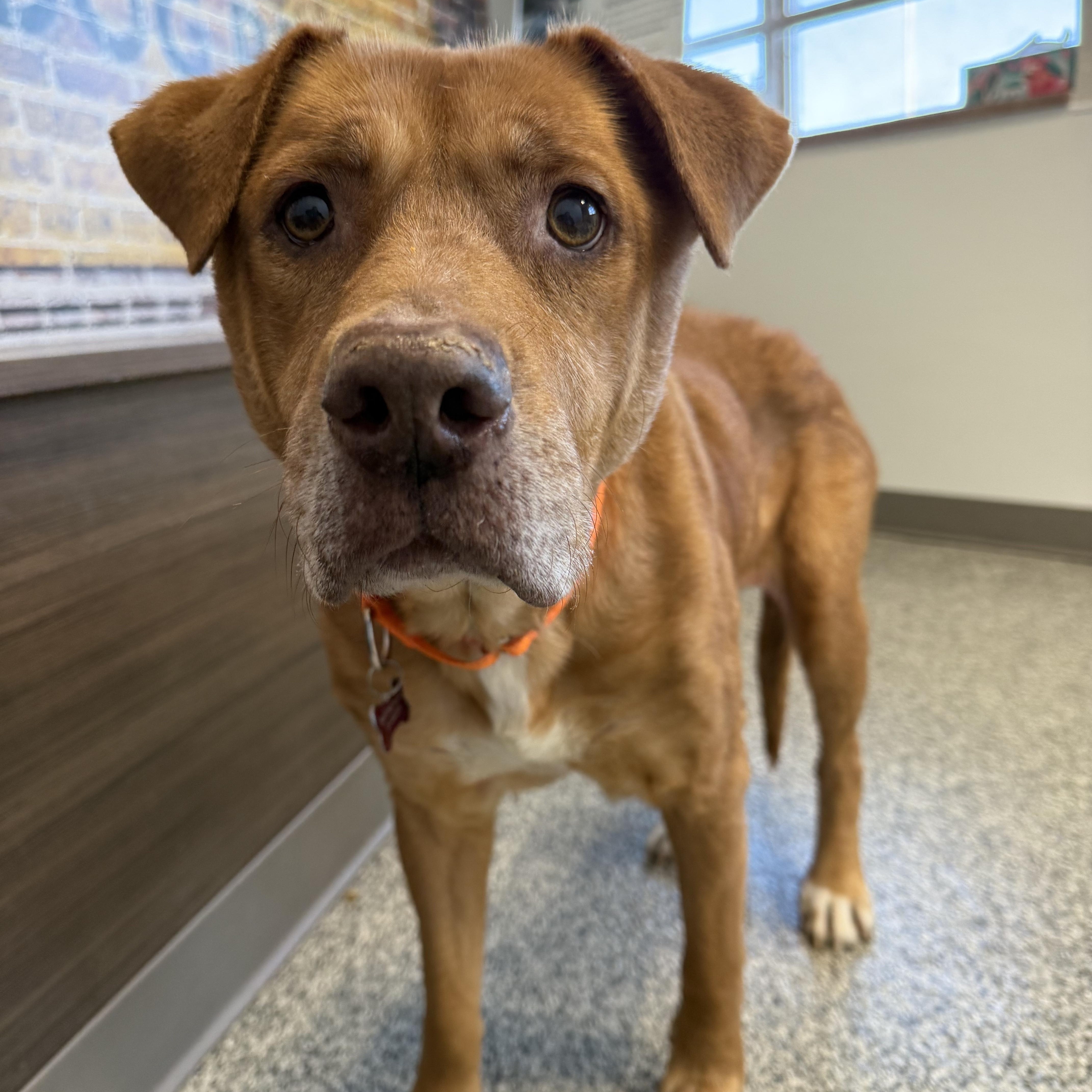 Enlarge Kyanna, an adopted Mixed Breed in Detroit, MI image 1/4