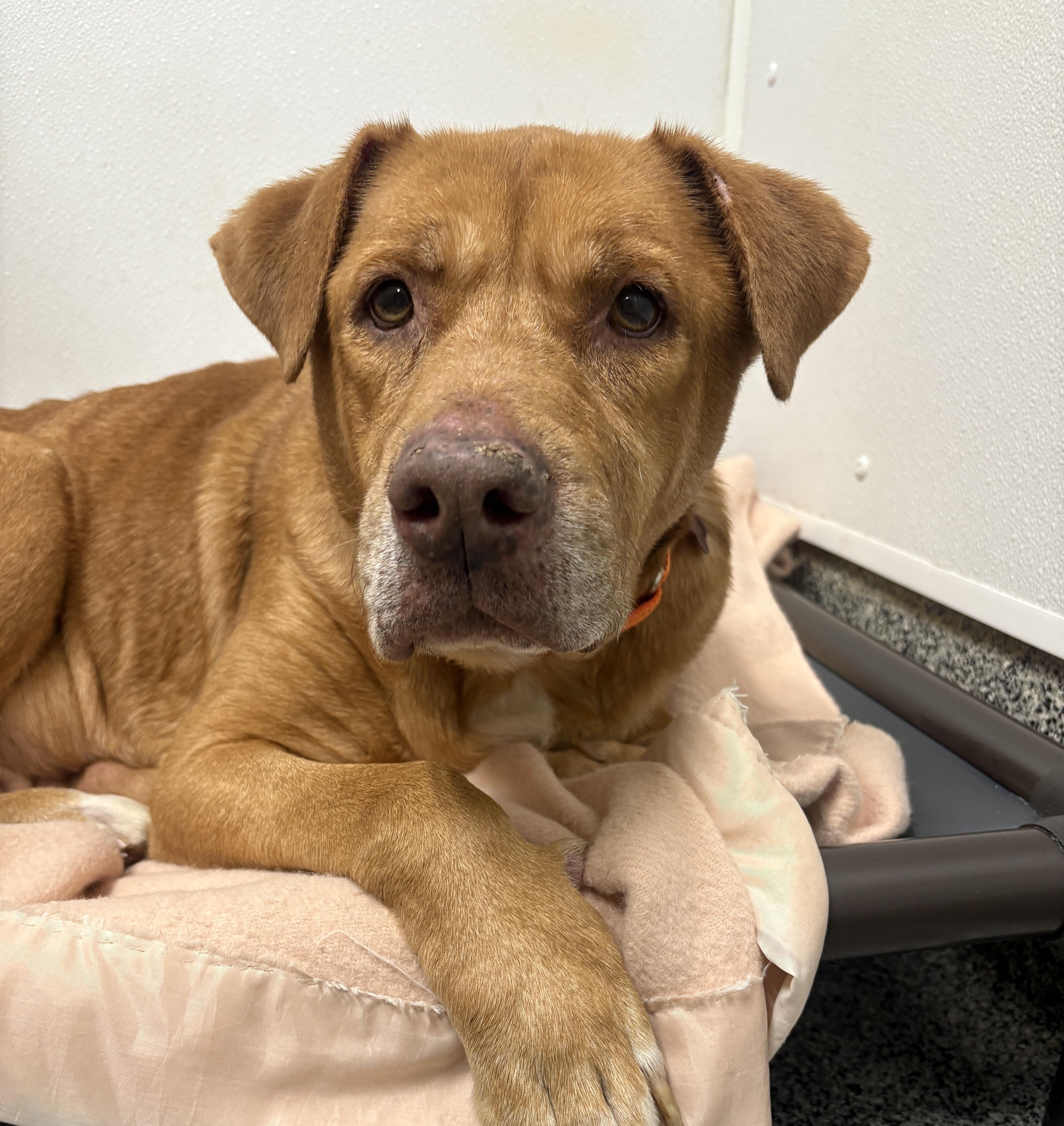 Enlarge Kyanna, an adopted Mixed Breed in Detroit, MI image 4/4