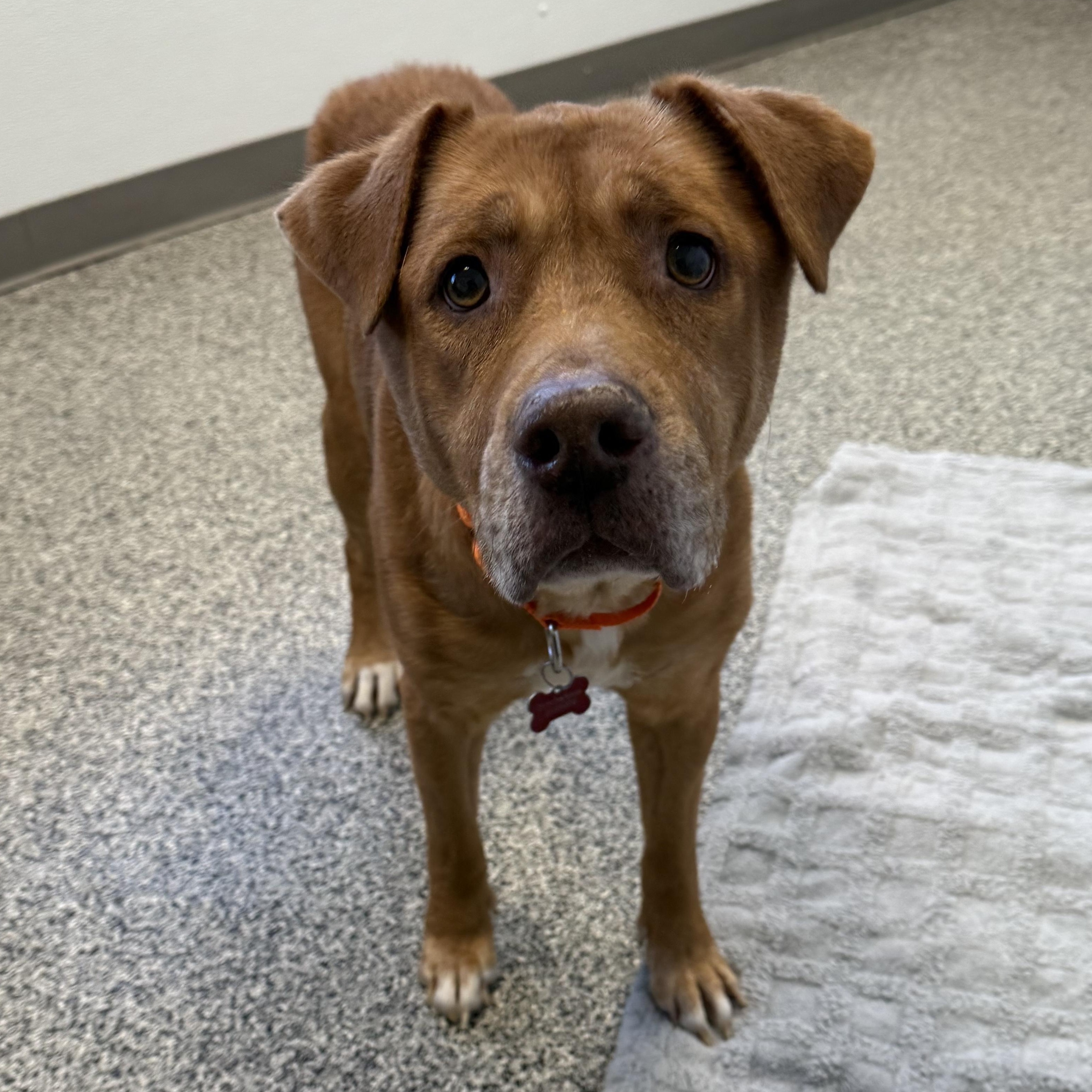 Enlarge Kyanna, an adopted Mixed Breed in Detroit, MI image 3/4