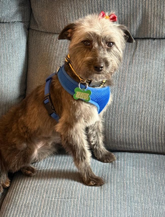 Nova, Adoptable, Young Female Australian Shepherd.