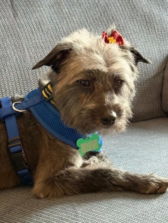 Nova, Adoptable, Young Female Australian Shepherd.