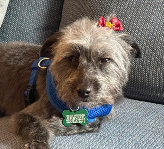 Nova, a Adoptable Australian Shepherd in Sioux Falls, SD image 3/3