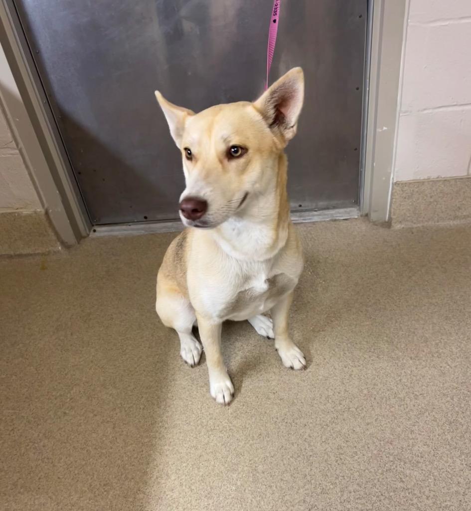 Enlarge Scout, a Adoptable mixed breed in Seguin, TX image 1/1