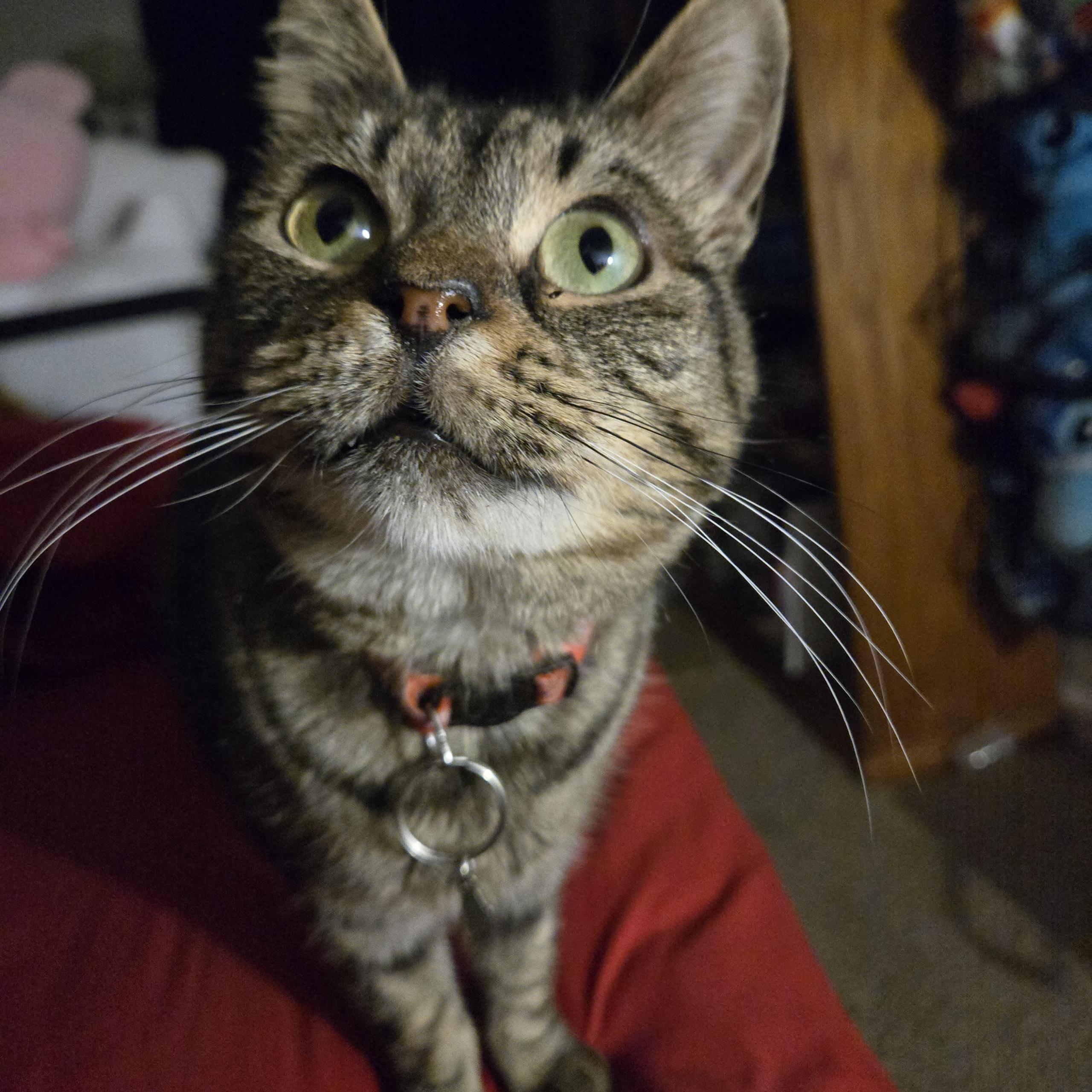 Enlarge Bean M. , a ADOPTABLE Tabby in Sacramento, CA image 1/1