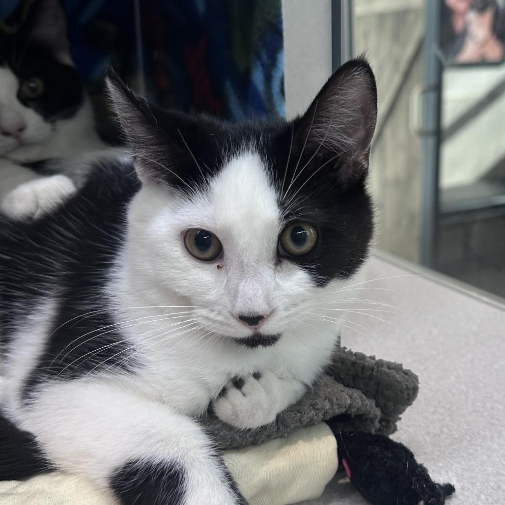 Sadie, Adoptable, Young Female Domestic Short Hair.