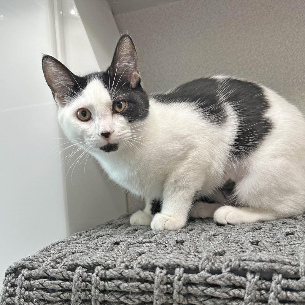 Sadie, a Adoptable Domestic Short Hair in Cody, WY image 2/4