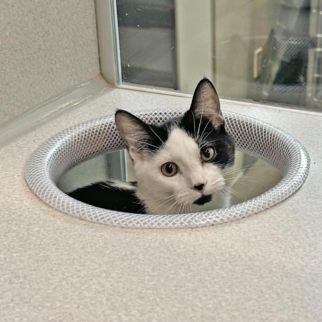 Sadie, a Adoptable Domestic Short Hair in Cody, WY image 4/4