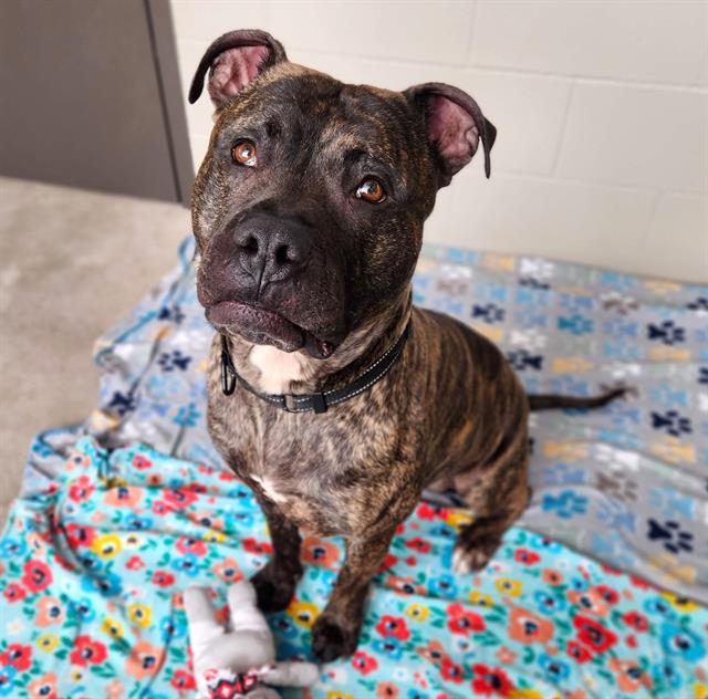 Enlarge JERRY, a Adoptable mixed breed in Minneapolis, MN image 1/1