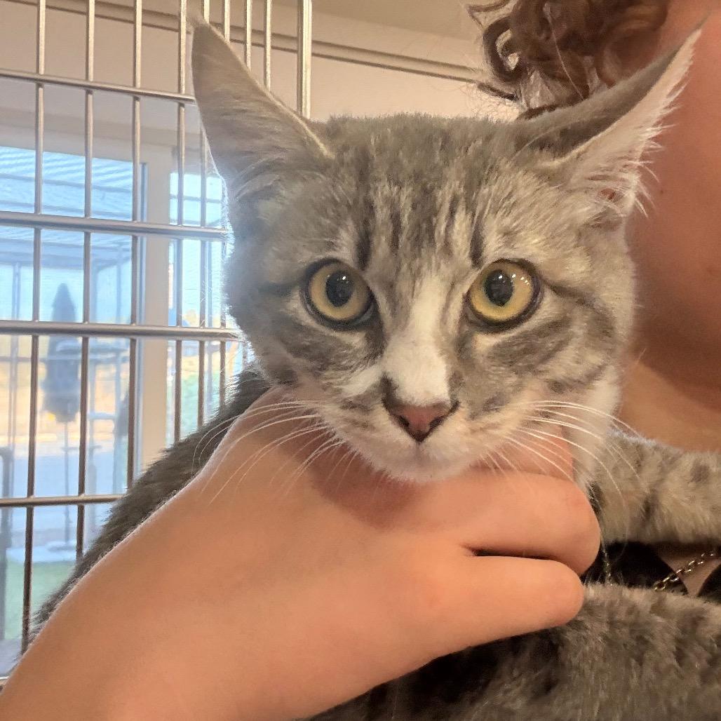 Patty, Adoptable, Kitten Female Domestic Short Hair.