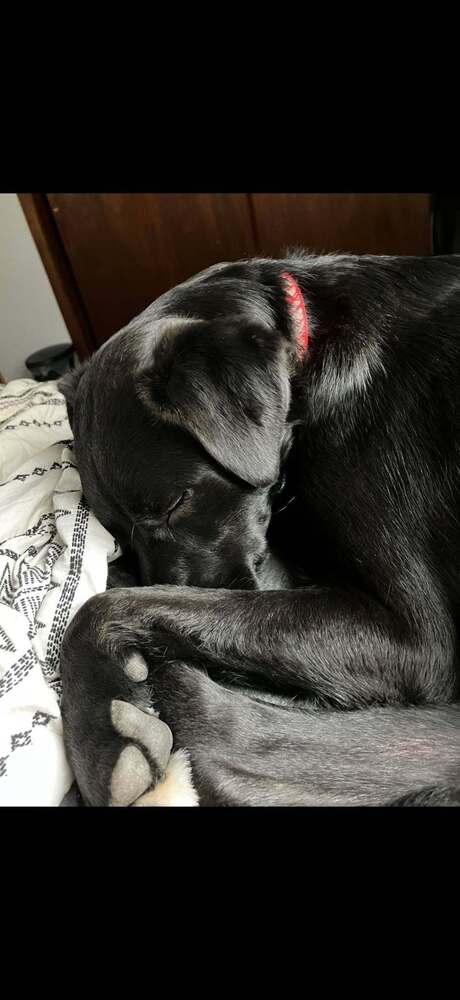 Enlarge Muntz, a Adoptable mixed breed in Wausau, WI image 1/4