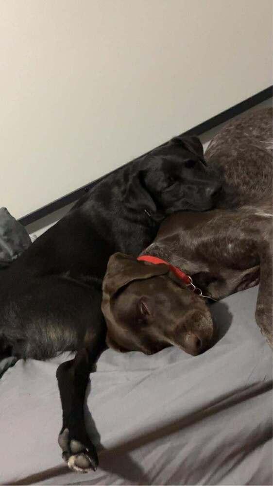 Enlarge Muntz, a Adoptable mixed breed in Wausau, WI image 2/4