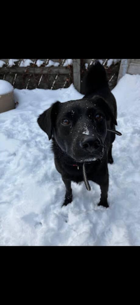 Enlarge Muntz, a Adoptable mixed breed in Wausau, WI image 3/4
