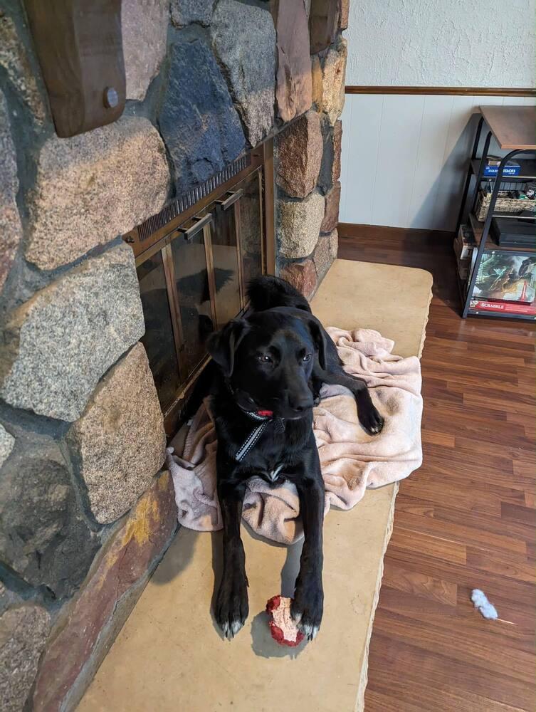 Enlarge Muntz, a Adoptable mixed breed in Wausau, WI image 4/4