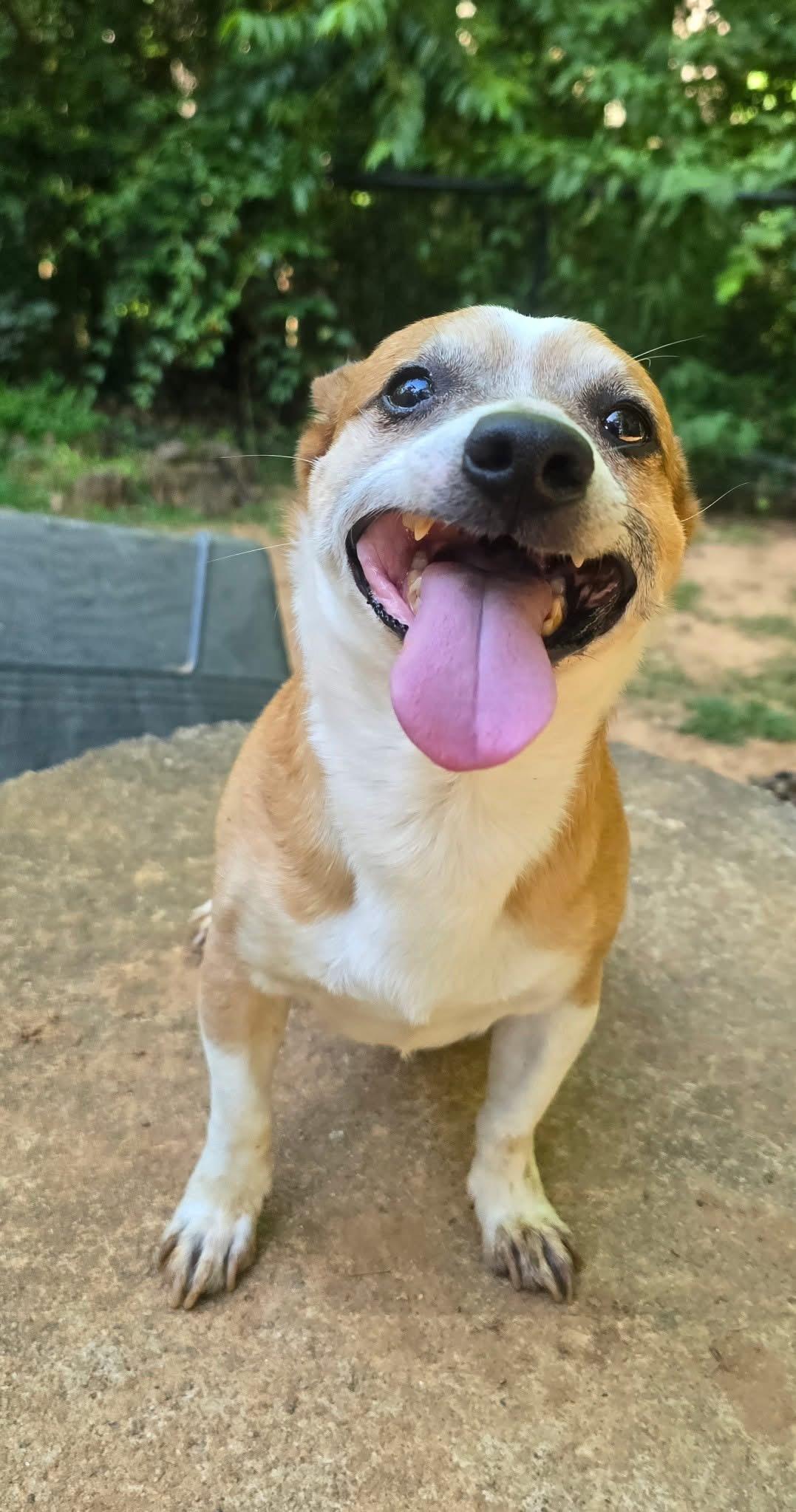 Linus, adopted, Adult Male Chihuahua.