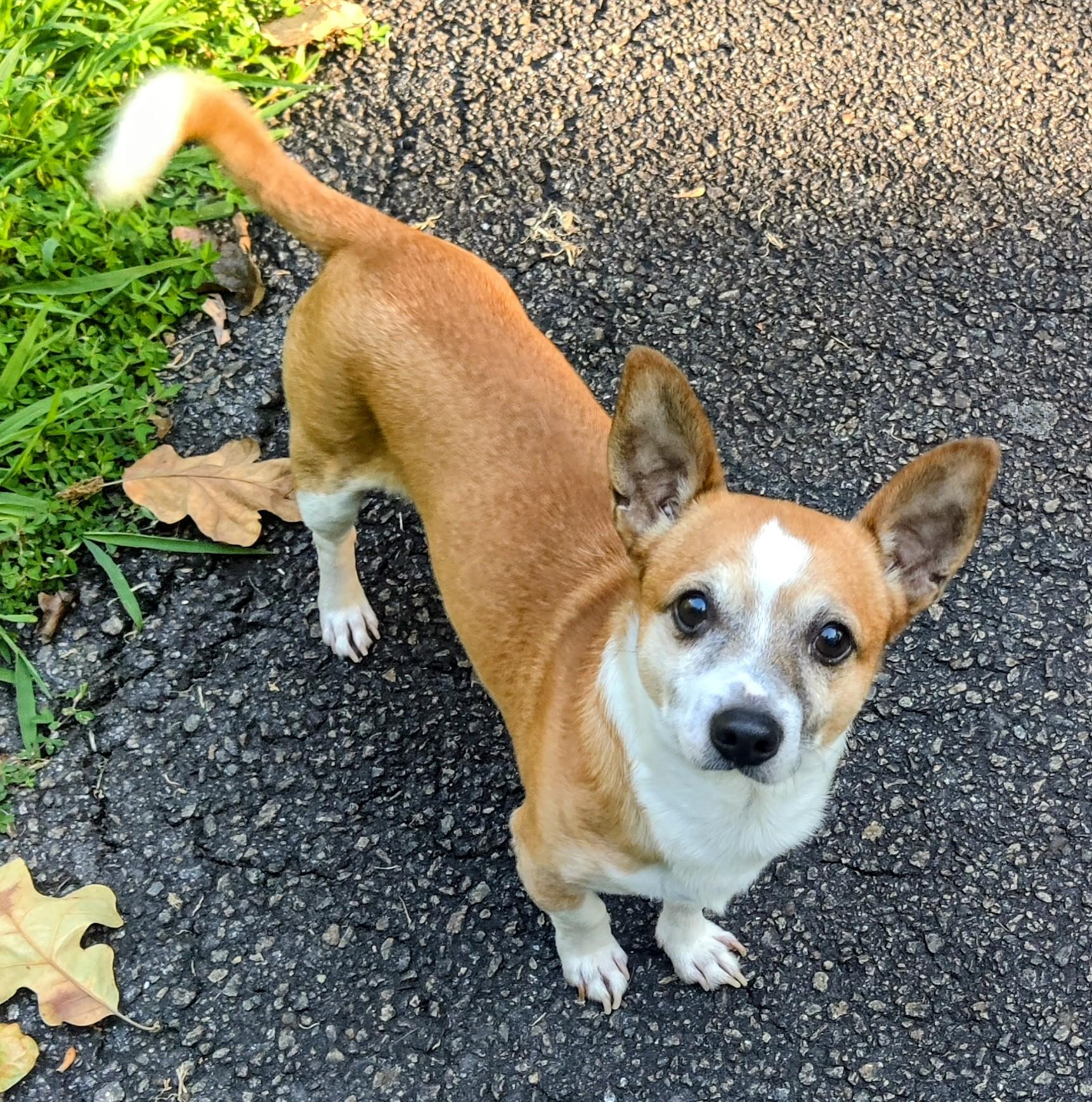 Linus, an adopted Chihuahua in Gainesville, GA image 2/2