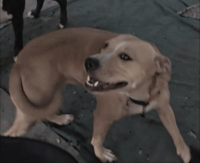 Fiddler, Adoptable, Young Male Pit Bull Terrier & American Staffordshire Terrier.