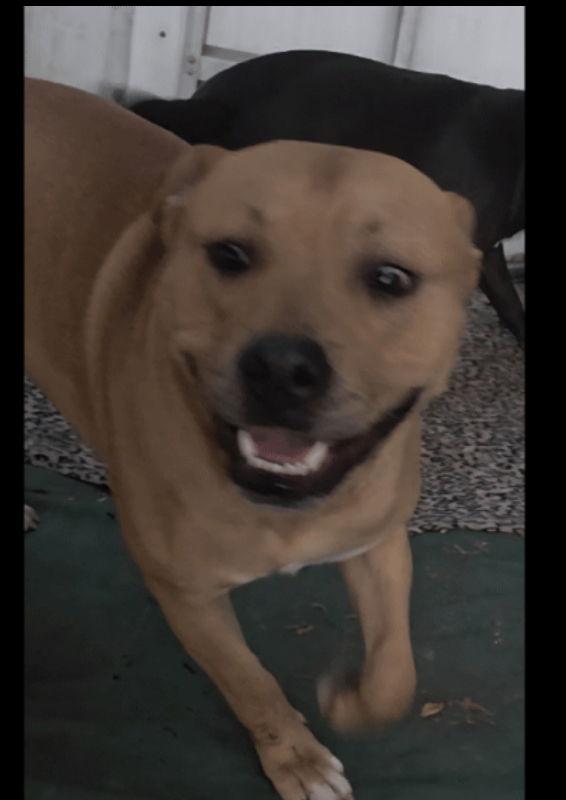 Enlarge Fiddler, a Adoptable mixed breed in San Diego, CA image 2/3