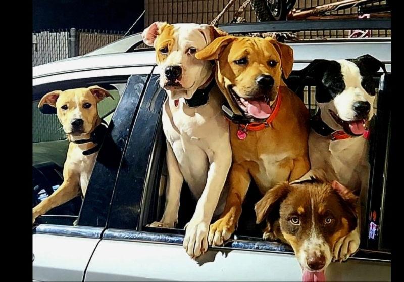 Enlarge Fiddler, a Adoptable mixed breed in San Diego, CA image 3/3