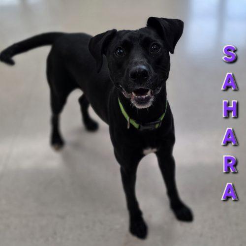 Sahara, Adoptable, Young Female Labrador Retriever & Mixed Breed.