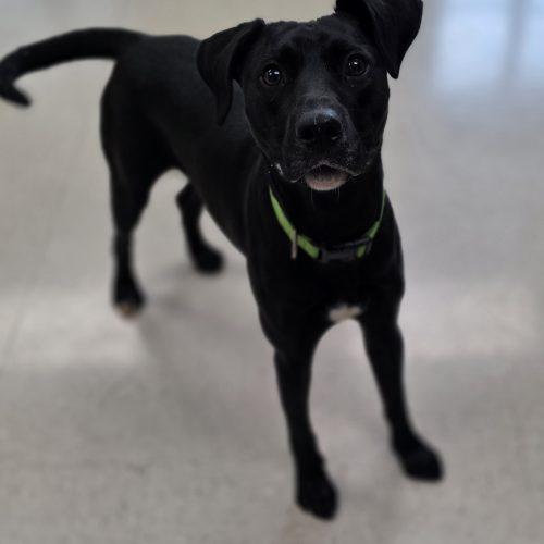 Enlarge Sahara, a Adoptable mixed breed in Burlington, IA image 2/3