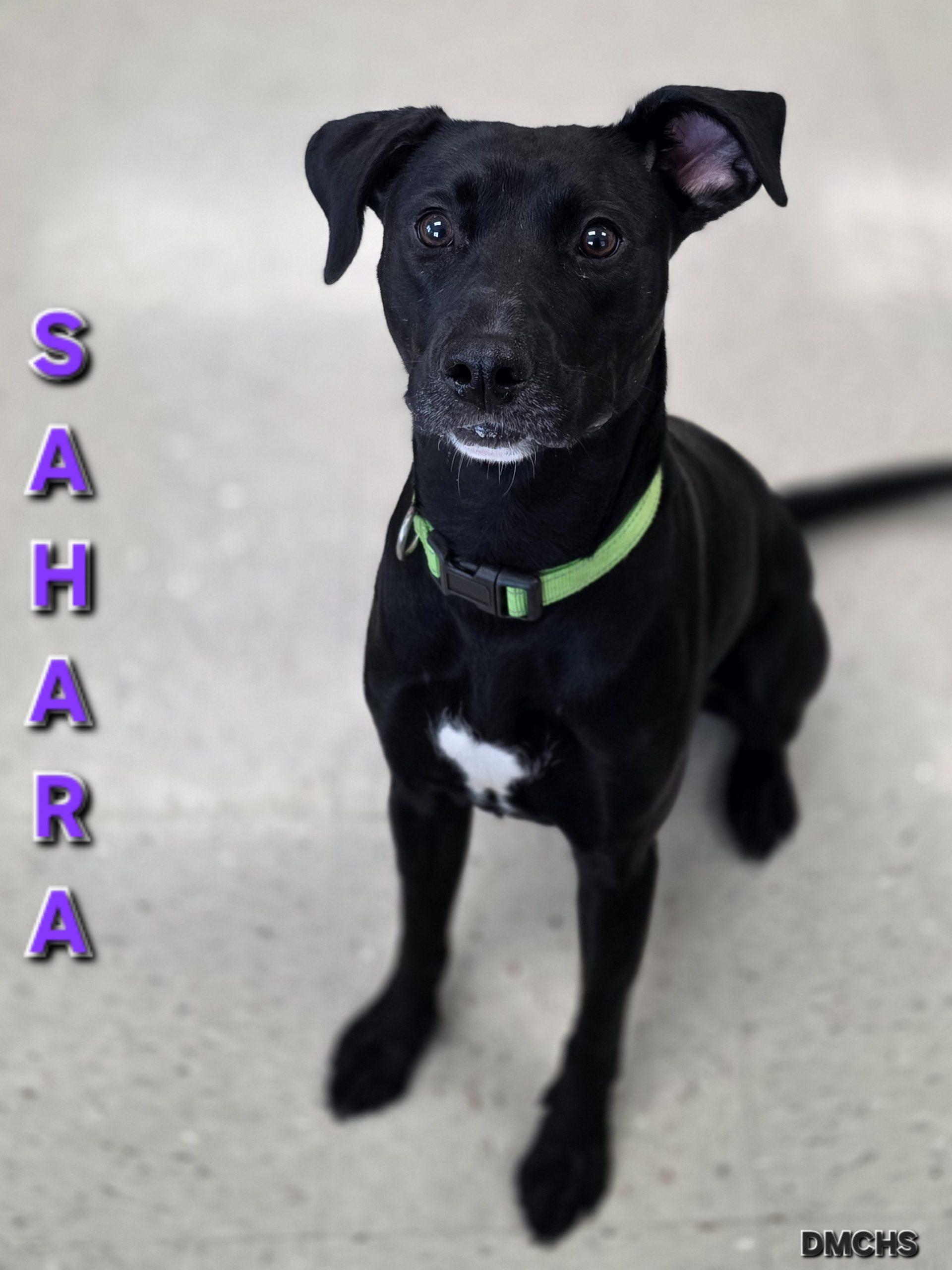 Enlarge Sahara, a Adoptable mixed breed in Burlington, IA image 3/3