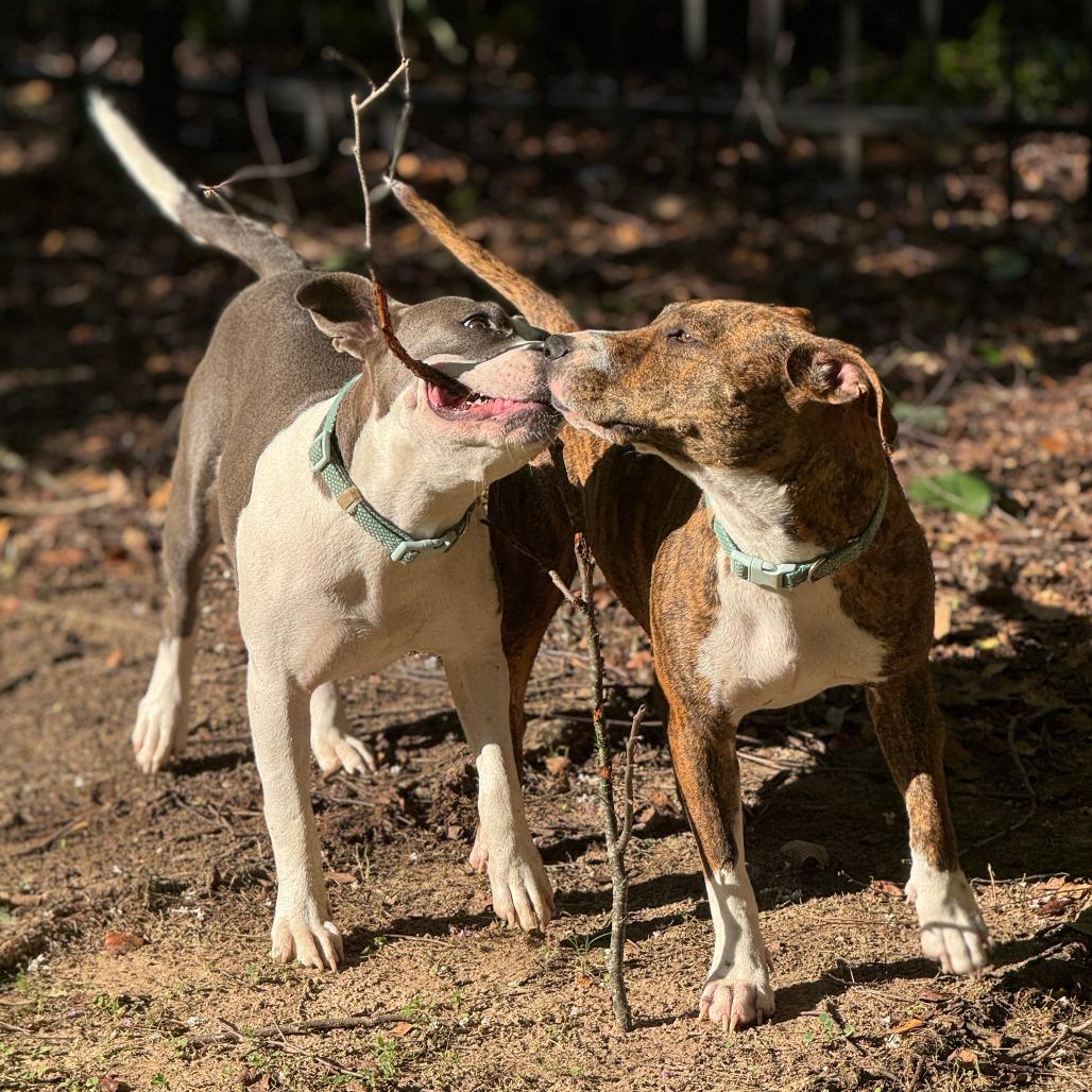 Ava, a Adoptable Pit Bull Terrier in Columbus, GA image 1/6