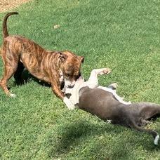 Ava, a Adoptable Pit Bull Terrier in Columbus, GA image 2/6