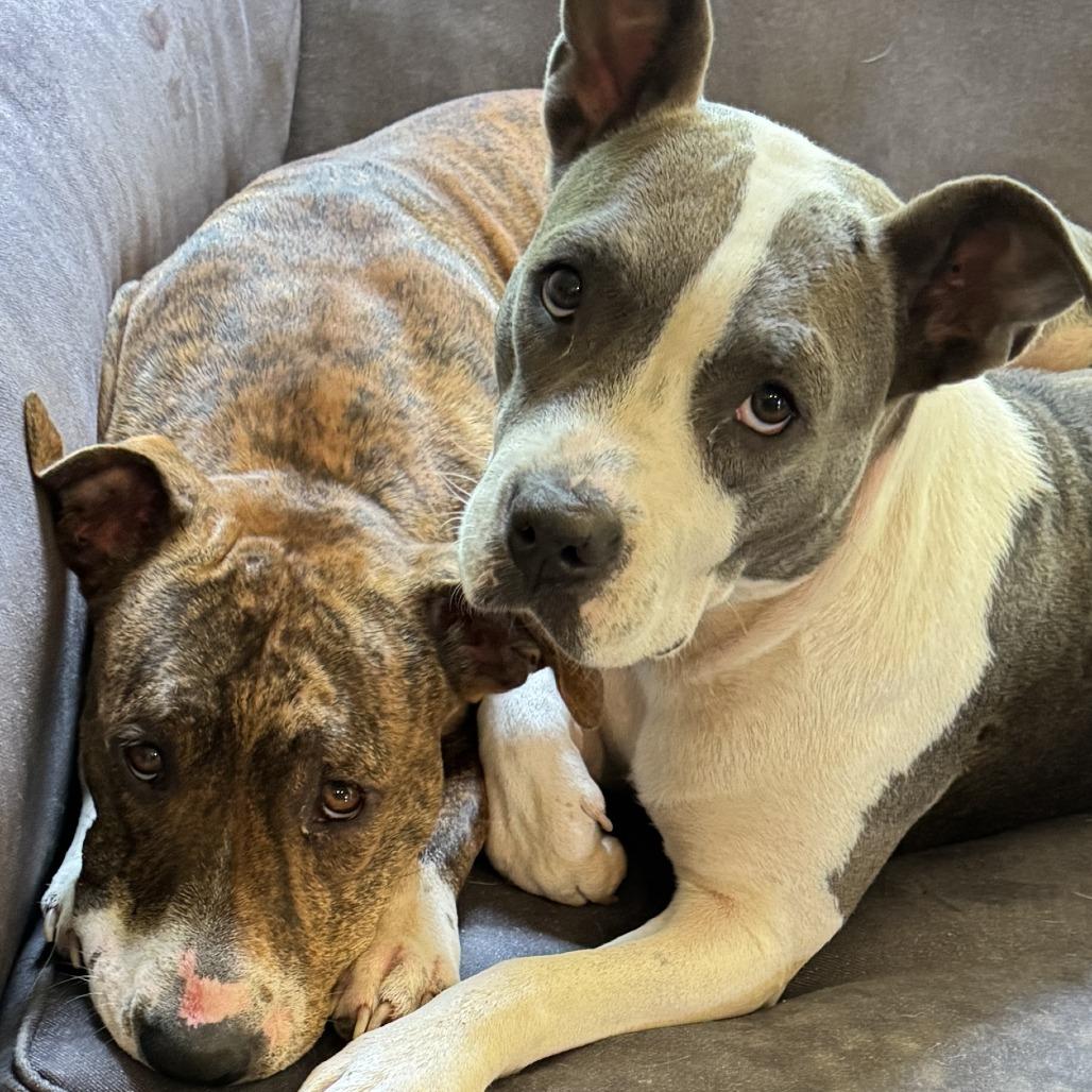 Ava, a Adoptable Pit Bull Terrier in Columbus, GA image 3/6